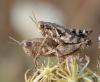 Pezotettix giornae